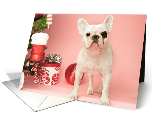 Pied French Bulldog Christmas card (704462)
