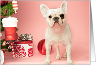 Pied French Bulldog Christmas Card