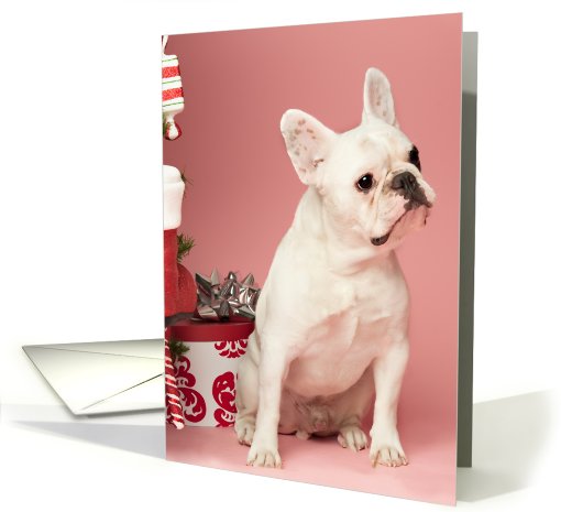 Pied French Bulldog Christmas card (704467)