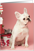 Pied French Bulldog Christmas Card