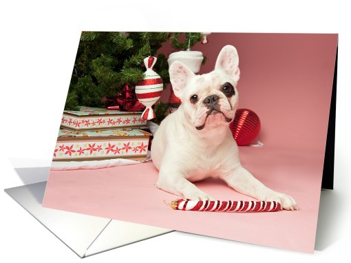Pied French Bulldog Christmas card (704472)