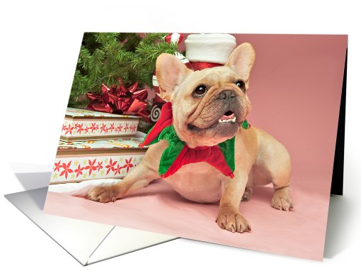 Fawn French Bulldog Christmas card (704483)