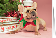 Fawn French Bulldog Christmas Card