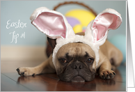French Bulldog Easter Card