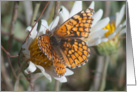 Thinking of You Beautiful Orange Butterfly on a White Flower Card