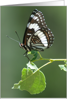 Thinking of You Beautiful Butterfly on a Green Leaf Card