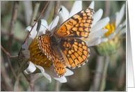 Thinking of You Beautiful Orange Butterfly on a White Flower Card