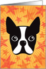 Boston terrier on sunburst and orange, grunge stars any occasion card