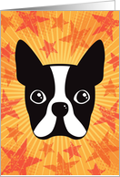 Boston terrier on sunburst and orange, grunge stars any occasion card