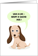 Shelter dog adoption...