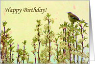 Happy Birthday! Bird...