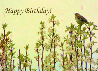 Happy Birthday! Bird...