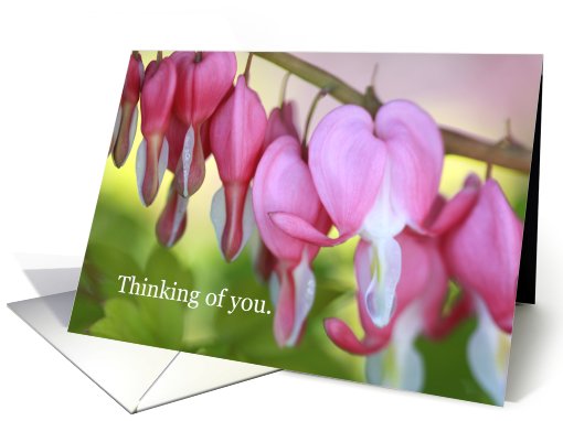 Thinking of you. Bleeding heart  plant on green. card (652671)