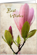 Best wishes...Pink magnolia blossom card