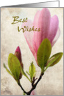 Best wishes...Pink magnolia blossom card