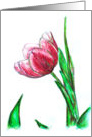 Pink Tulip card