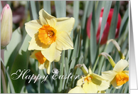 Easter Daffodil card