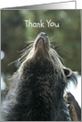 Thank You, For This and That, Bearcat Whiskers Looking Up, Photo card