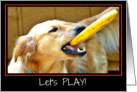 Let’s Play! Dog with Frisbee Photo, Blank Inside card