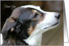 Thank You, Canine Photo card
