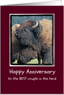 Happy Anniversary, Buffalo Nuzzle Hug Photograph, Humor card