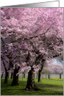 Spring Cherry Trees with pink blossoms card