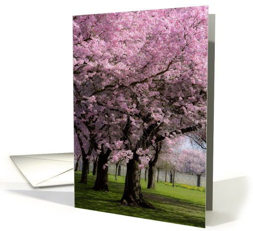Spring Cherry Trees with pink blossoms card (928092)
