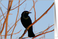 common grackle card