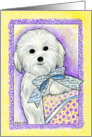 Coton de Tulear Thank You Card