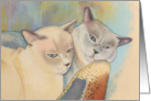 Two Tonkineses Birthday From Both of Us card