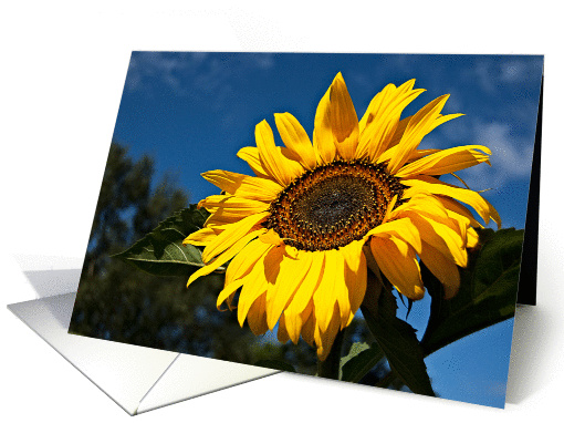 Sunflower Photography Blank card (660917)