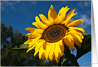 Sunflower Photography Blank Card
