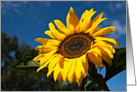 Sunflower Photography Blank Card