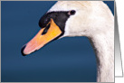 Swan Close Up, Blank Note Card