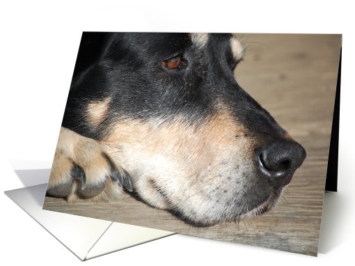 I Miss You - Lonely Dog card (663619)