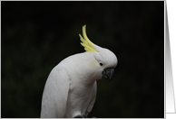 Cockatoo card