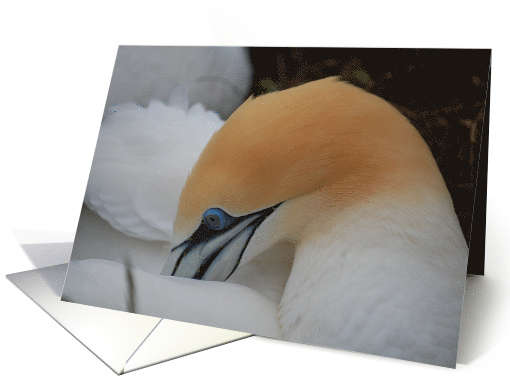 Gannet Preening card (670480)