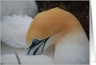 Gannet Preening card
