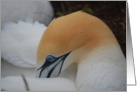 Gannet Preening card