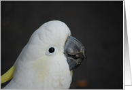 Cute Cockatoo card