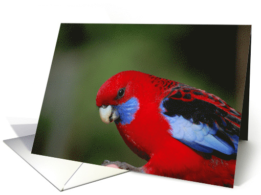 Radiant Rosella card (670482)