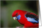 Radiant Rosella card