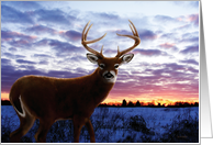 Whitetail Sunrise Blank Note Card