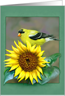 Goldfinch/Sunflower Blank Card
