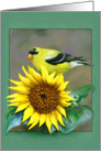 Goldfinch/Sunflower Blank Card