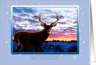 Whitetail Sunrise Happy Holidays card