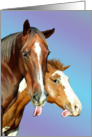 Humor- Horses Sticking Tongues Out- blank card