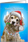 Merry Christmas- Cocker Spaniel - blank card