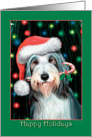 Bearded Collie - Happy Holidays - blank card