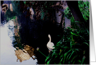 Reflections card